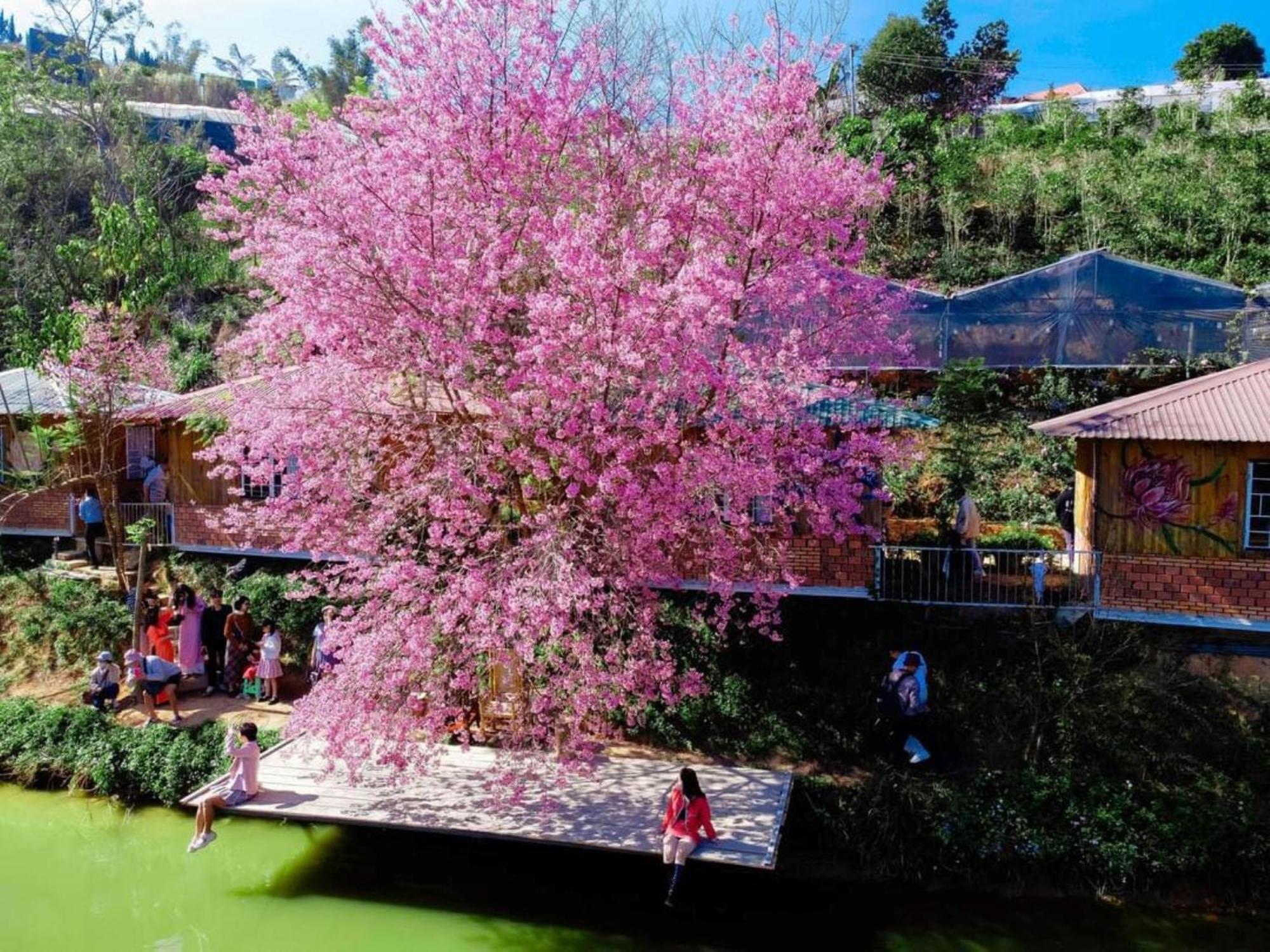 Nha Ben Ho - Da Lat Homestay Экстерьер фото