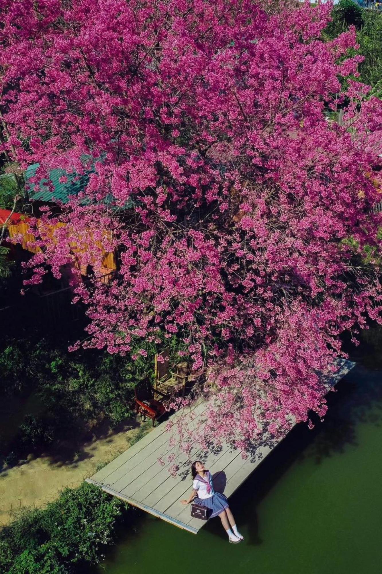 Nha Ben Ho - Da Lat Homestay Экстерьер фото